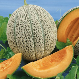 Hales Best Jumbo, Organic Cantaloupe Seeds